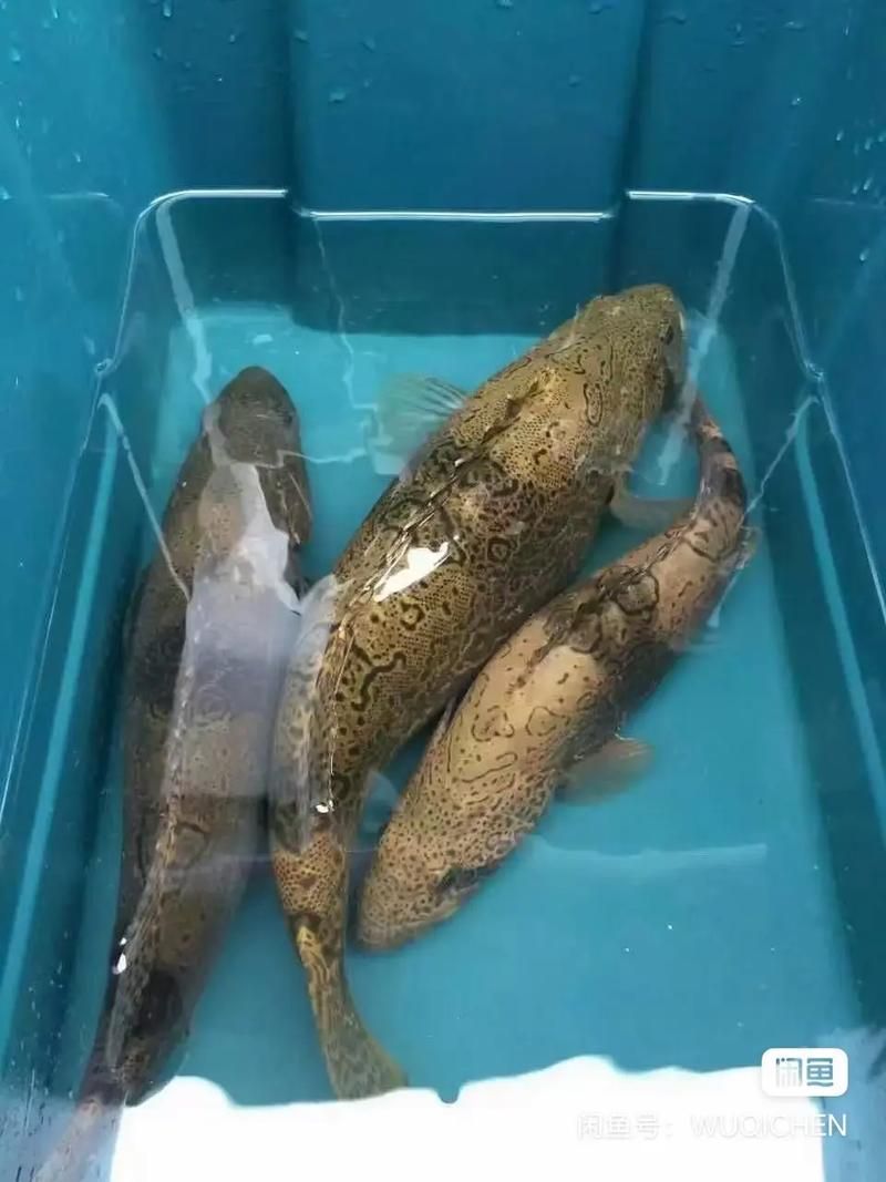 有哪些方法可以區(qū)分普通鱖魚(yú)和其他種類(lèi)，如何區(qū)分普通鱖魚(yú)