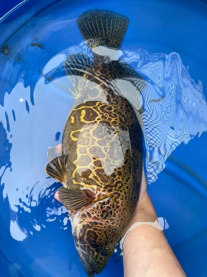 有哪些方法可以區(qū)分普通鱖魚(yú)和其他種類(lèi)，如何區(qū)分普通鱖魚(yú)