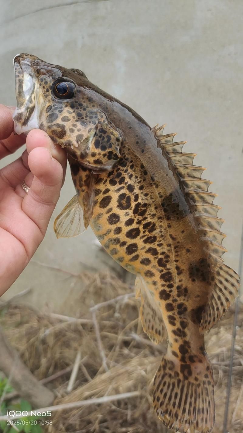有哪些方法可以區(qū)分普通鱖魚(yú)和其他種類(lèi)，如何區(qū)分普通鱖魚(yú)