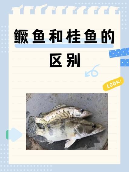 有哪些方法可以區(qū)分普通鱖魚(yú)和其他種類(lèi)，如何區(qū)分普通鱖魚(yú)