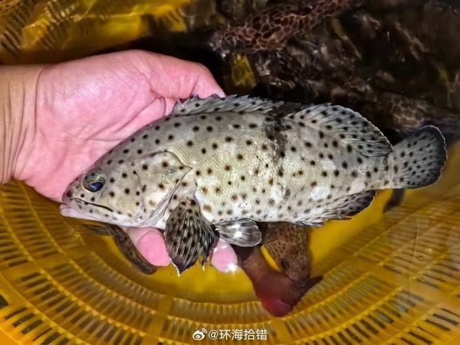 有哪些方法可以區(qū)分普通鱖魚(yú)和其他種類(lèi)，如何區(qū)分普通鱖魚(yú)
