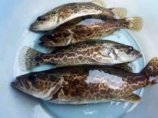 有哪些方法可以區(qū)分普通鱖魚(yú)和其他種類(lèi)，如何區(qū)分普通鱖魚(yú)
