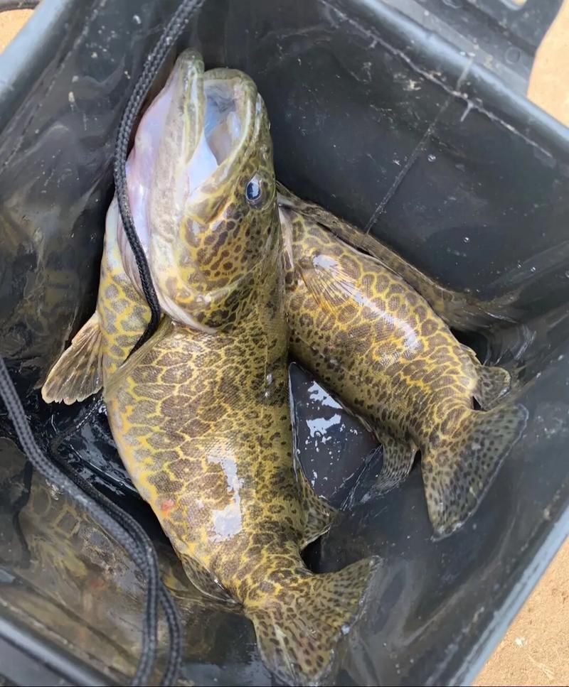 有哪些方法可以區(qū)分普通鱖魚(yú)和其他種類(lèi)，如何區(qū)分普通鱖魚(yú)