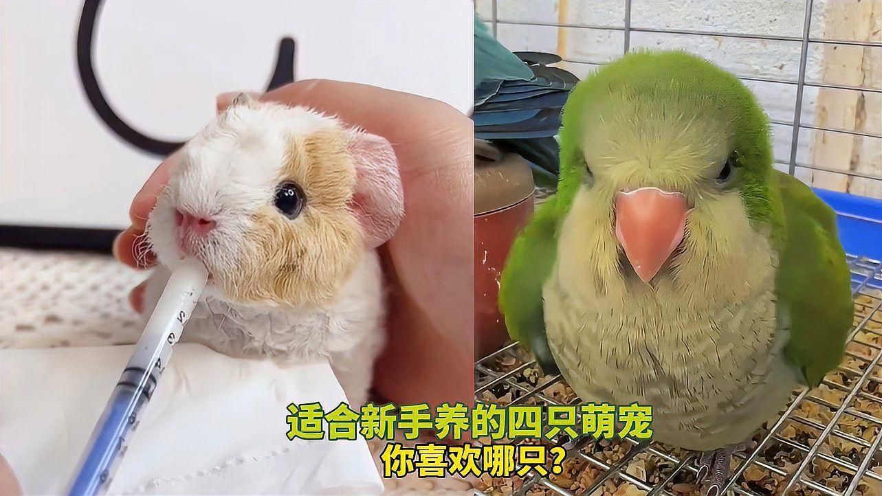 還有哪些品種適合初學者養，初學者養花品種推薦