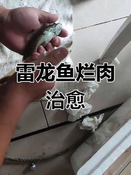 雷龍魚細菌感染有哪些癥狀，雷龍魚的細菌感染癥狀