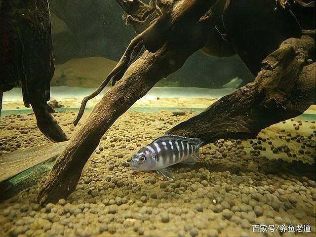 如何判斷龍魚是否需要抗生素治療？，如何判斷龍魚是否需要抗生素