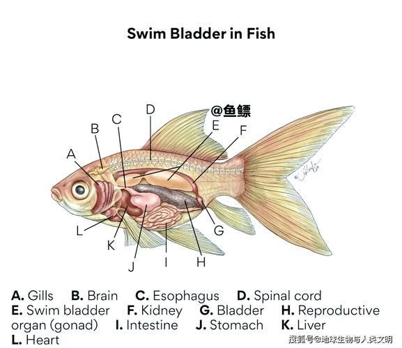 黃鰭鯧魚，探索黃鰭鯧的奇妙世界