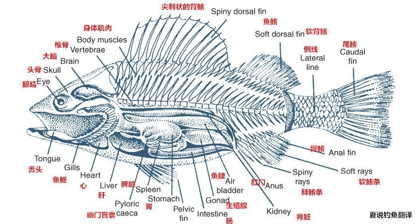 黃鰭鯧魚，探索黃鰭鯧的奇妙世界