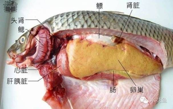 黃鰭鯧魚，探索黃鰭鯧的奇妙世界