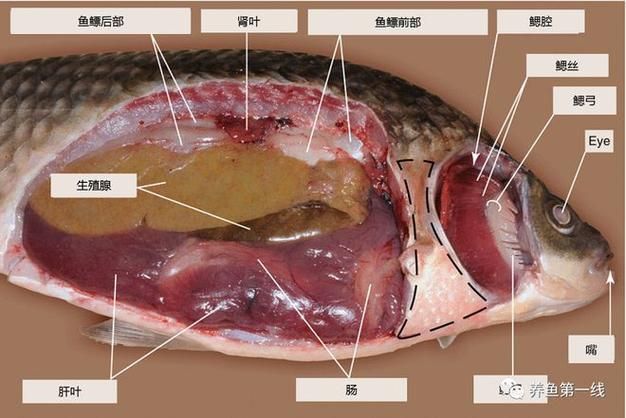 黃鰭鯧魚，探索黃鰭鯧的奇妙世界