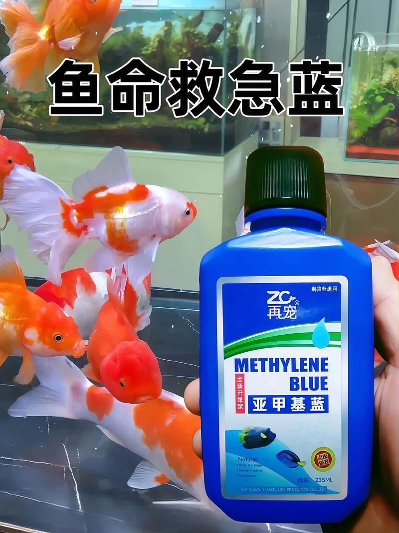 哪種治療方法對錦鯉最有效，關(guān)于錦鯉的治療