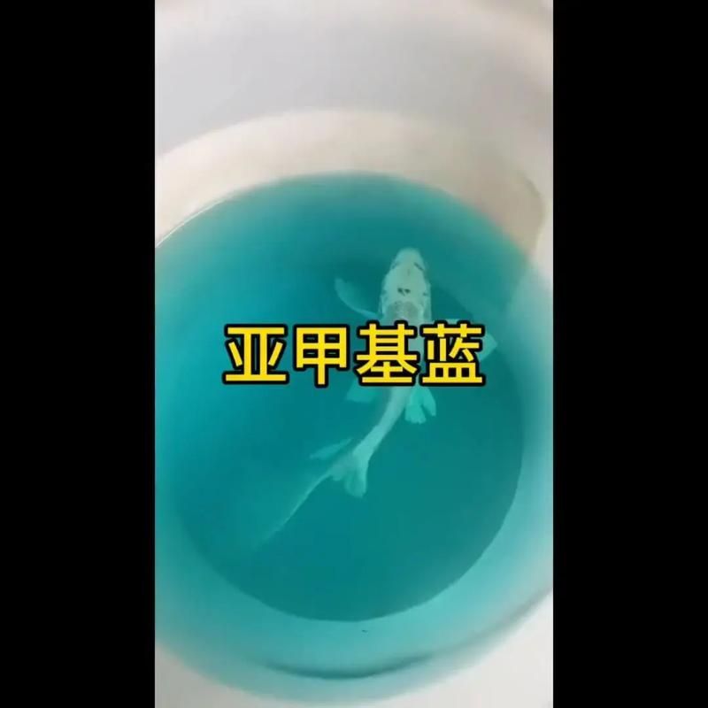 哪種治療方法對錦鯉最有效，關(guān)于錦鯉的治療