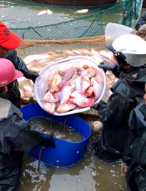 給我一些紅色魚類的養殖知識
