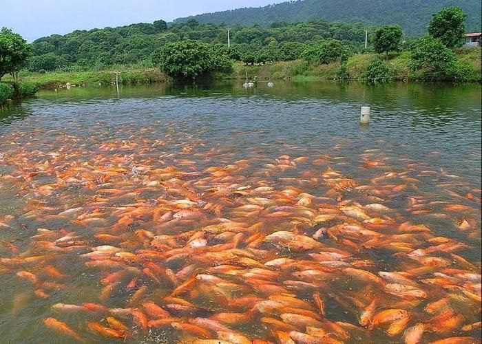 給我一些紅色魚類的養殖知識