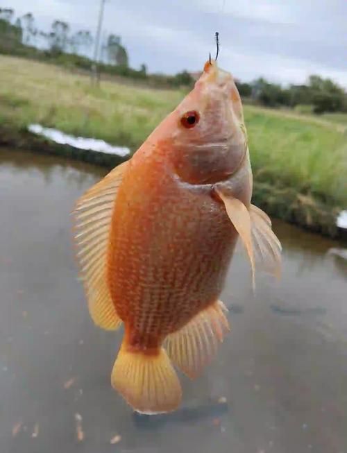 給我一些紅色魚類的養殖知識
