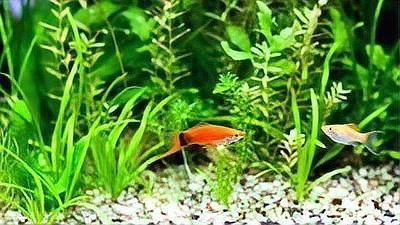給我一些紅色魚類的養殖知識