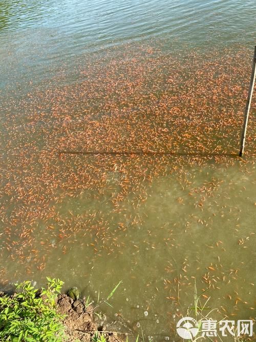 給我一些紅色魚類的養殖知識
