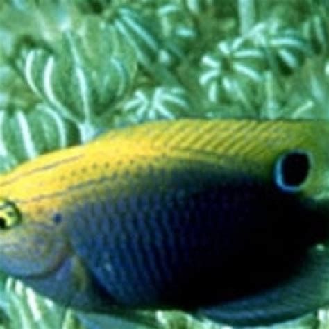 眼斑魚