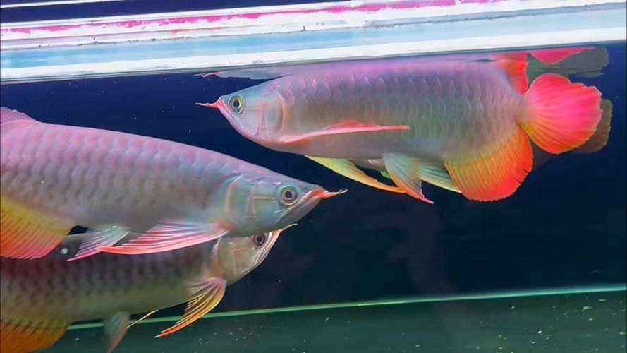 如何判斷大湖紅龍的品質，如何判斷大湖紅龍品質