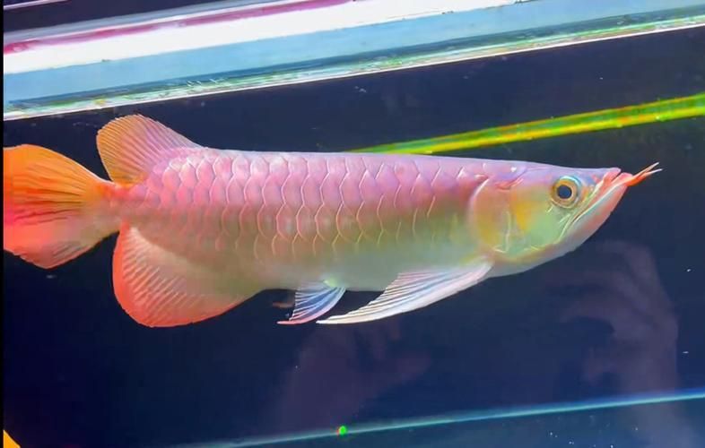 如何判斷大湖紅龍的品質，如何判斷大湖紅龍品質