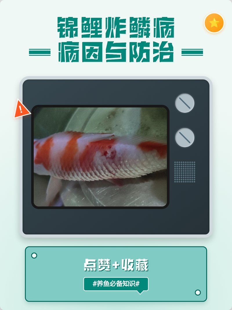 如何預防錦鯉炸鱗病