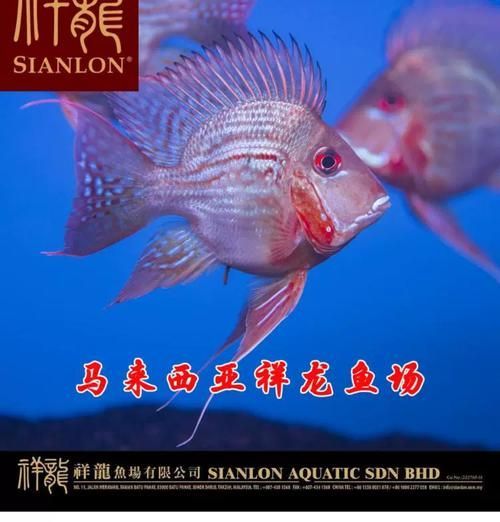 祥龍魚場元寶鳳凰魚的價格是多少？