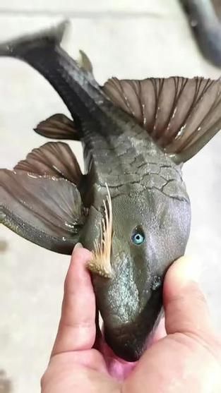 南美異型魚有哪些品種，南美異型魚有哪些品種南美異型魚有哪些品種