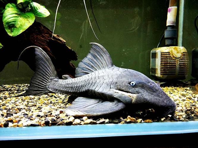 南美異型魚有哪些品種，南美異型魚有哪些品種南美異型魚有哪些品種