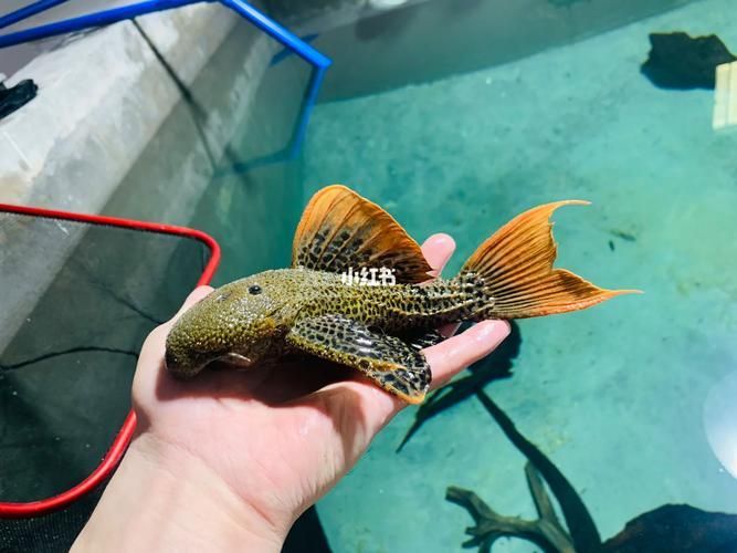 南美異型魚有哪些品種，南美異型魚有哪些品種南美異型魚有哪些品種