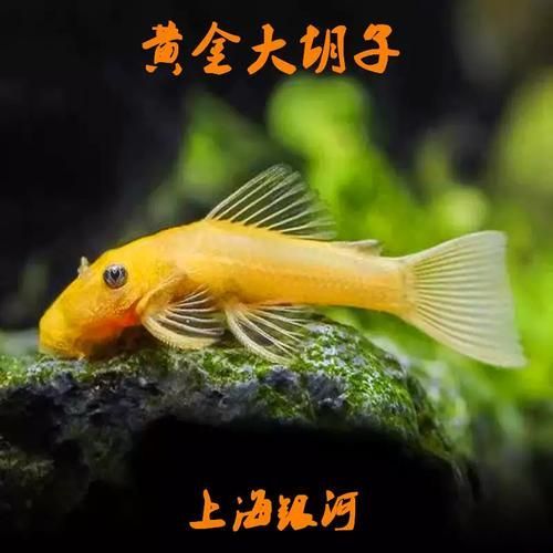 南美異型魚有哪些品種，南美異型魚有哪些品種南美異型魚有哪些品種