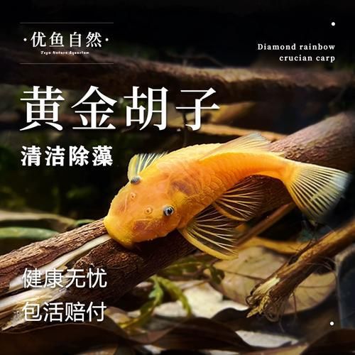 南美異型魚有哪些品種，南美異型魚有哪些品種南美異型魚有哪些品種