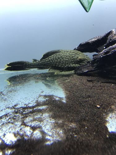 南美異型魚有哪些品種，南美異型魚有哪些品種南美異型魚有哪些品種