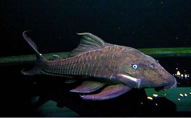 南美異型魚有哪些品種，南美異型魚有哪些品種南美異型魚有哪些品種
