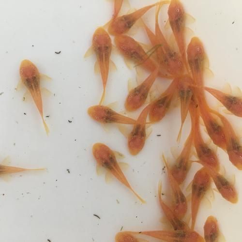 南美異型魚有哪些品種，南美異型魚有哪些品種南美異型魚有哪些品種