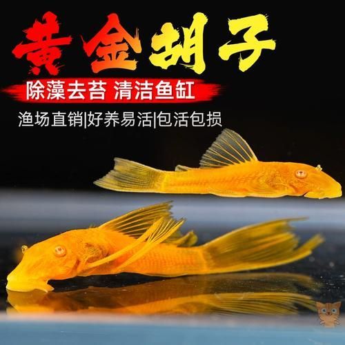 南美異型魚有哪些品種，南美異型魚有哪些品種南美異型魚有哪些品種