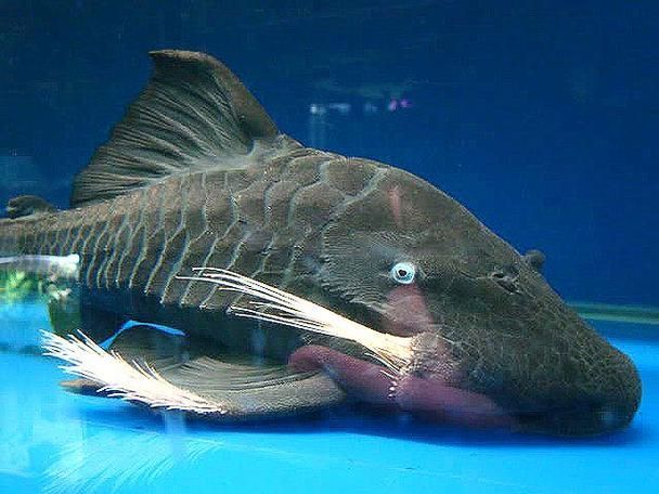 南美異型魚有哪些品種，南美異型魚有哪些品種南美異型魚有哪些品種