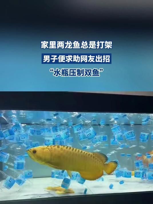 如何預防龍魚再次打架受傷，如何預防龍魚之間的沖突