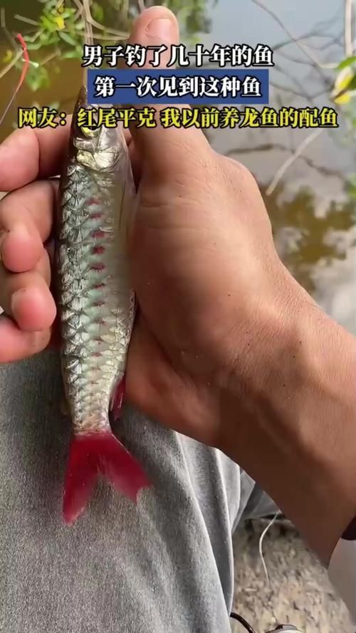 紅尾平克魚，關于紅尾平克魚的介紹