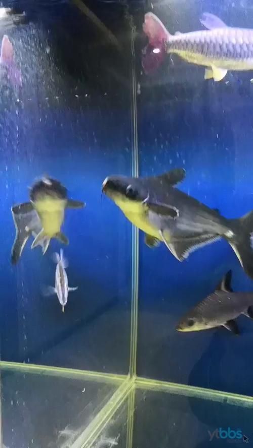 紅尾平克魚，關于紅尾平克魚的介紹