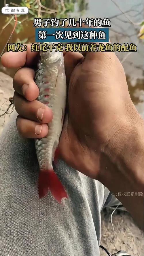 紅尾平克魚，關于紅尾平克魚的介紹