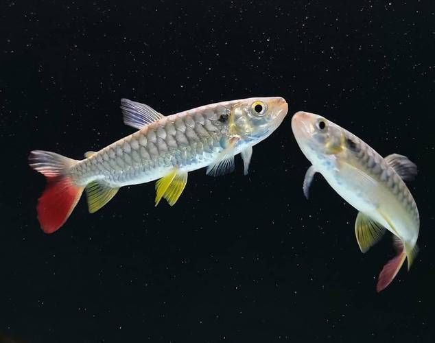 紅尾平克魚，關于紅尾平克魚的介紹