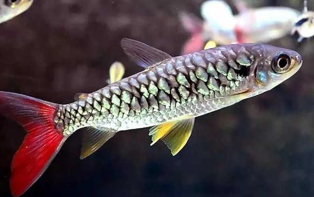紅尾平克魚，關于紅尾平克魚的介紹