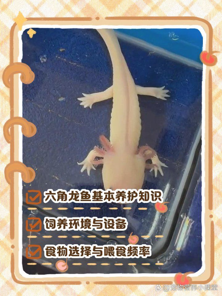 六角龍魚多久喂一次，六角龍魚多久喂一次，六角龍魚喂食周期表