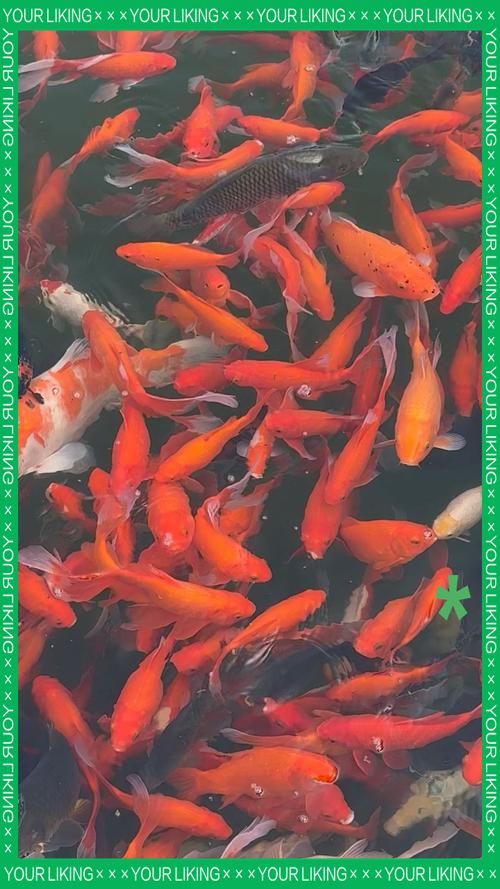 有沒(méi)有更多觀賞魚(yú)高清視頻，觀賞魚(yú)高清視頻拍攝技巧