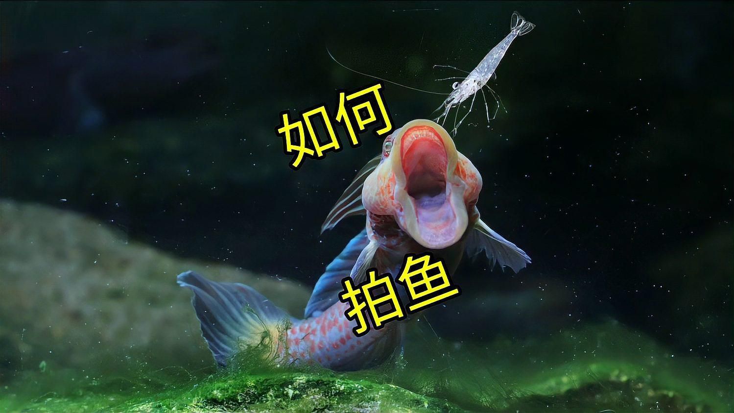 有沒(méi)有更多觀賞魚(yú)高清視頻，觀賞魚(yú)高清視頻拍攝技巧