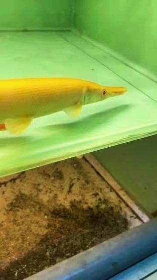 紅眼黃化幽靈火箭魚(yú)的價(jià)格是多少？，紅眼黃化幽靈火箭魚(yú)價(jià)格是多少？