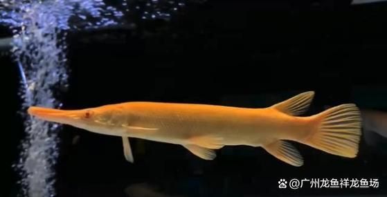紅眼黃化幽靈火箭魚(yú)的價(jià)格是多少？，紅眼黃化幽靈火箭魚(yú)價(jià)格是多少？
