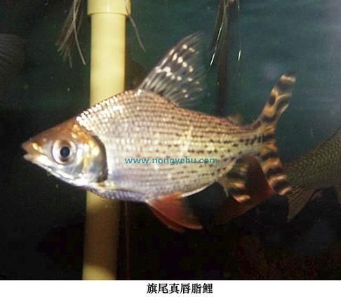 飛鳳魚換水時需要注意什么？，飛鳳魚換水時需要注意什么，飛鳳魚換水需要注意什么