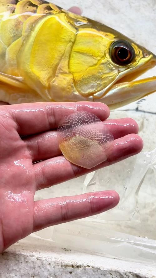 給我一些龍魚炮彈頭的圖片，龍魚炮彈頭的價格是多少，如何區分龍魚的炮彈頭和湯匙頭？