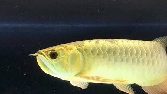 給我一些龍魚炮彈頭的圖片，龍魚炮彈頭的價格是多少，如何區分龍魚的炮彈頭和湯匙頭？
